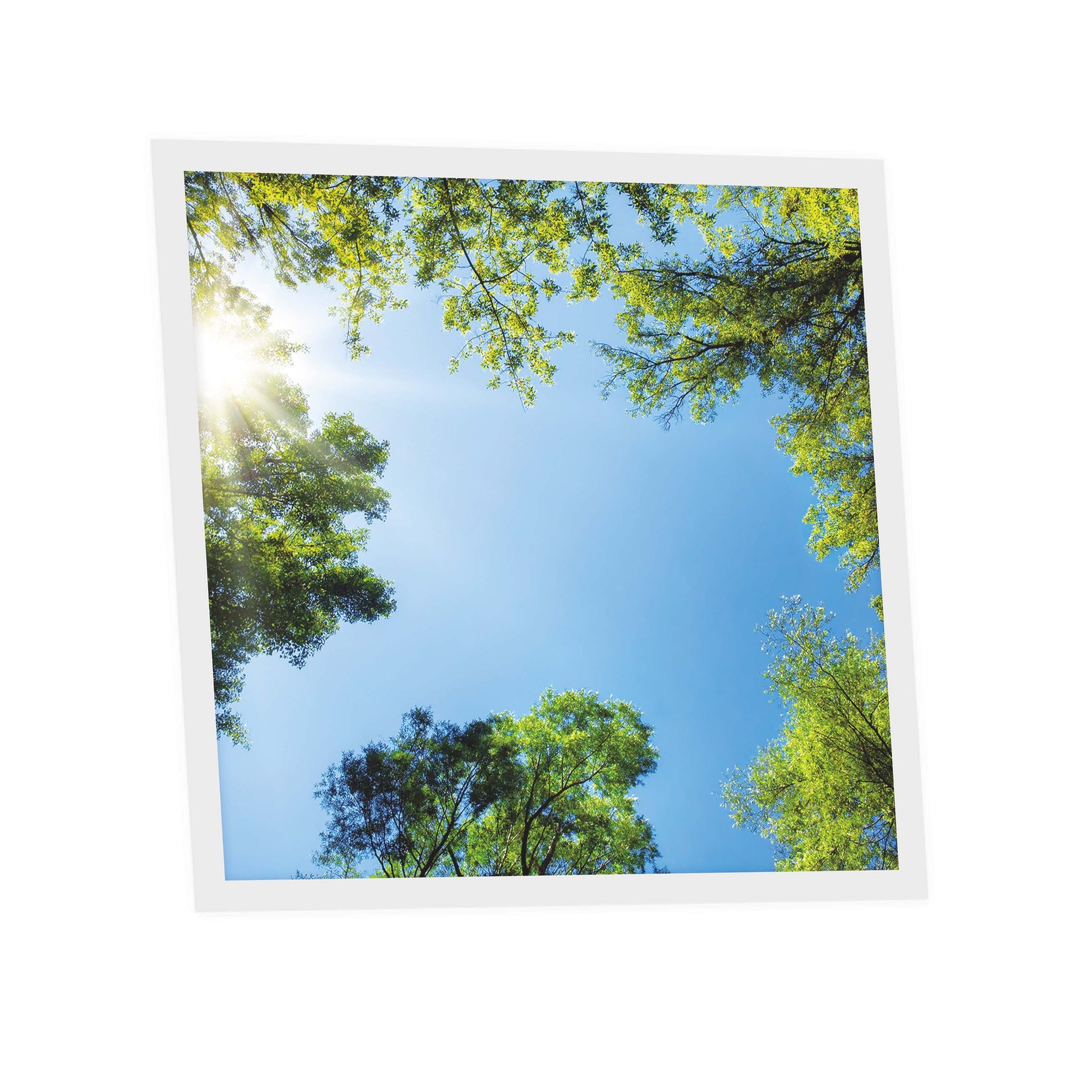 SunshinePanel Dalle LED D�corative Myst�re Forestier 60�60 cm - Imprim�e en France, pose multi-dalles au plafond